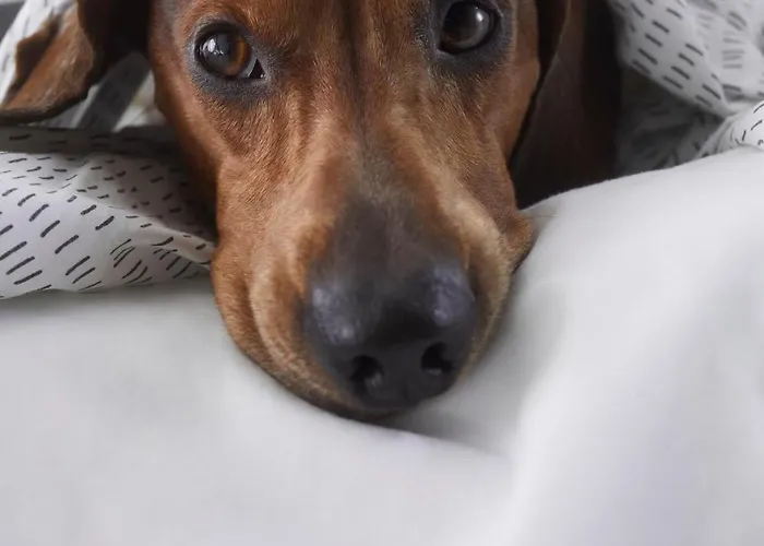 호텔 Neue Mitte Affiliated By Melia 4*